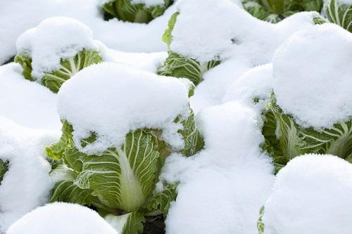 白菜畑に積った雪