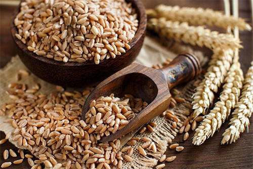 スペルト小麦とは？古代穀物の一種である栄養豊富な小麦を紹介！
