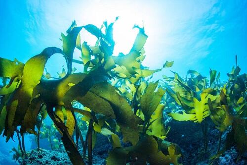 海藻と海草の違い知ってる？実は違うものだった！？