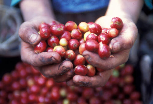 コーヒーの産地【グアテマラ】とは？世界のスペシャルコーヒーを牽引する地！