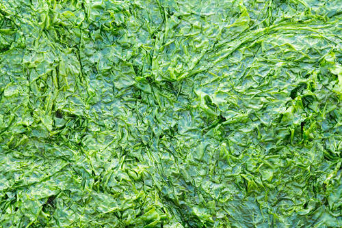 【アナアオサ】って何？アオノリの正体は身近な緑の海藻だった！