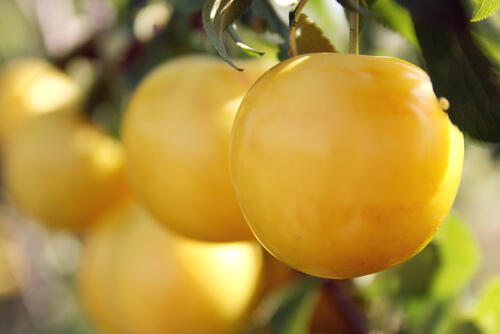 収穫適期を迎えた黄金桃のイメージ画像