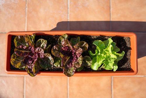 冬野菜はプランターで簡単に栽培できる！おすすめ野菜と育て方を紹介