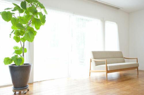 観葉植物とソファが置かれたシンプルなミニマリストの部屋のイメージ写真
