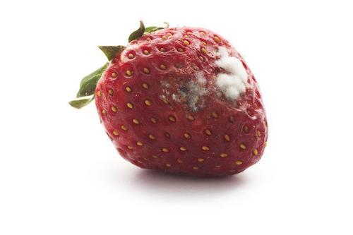 白カビが生えたイチゴの写真