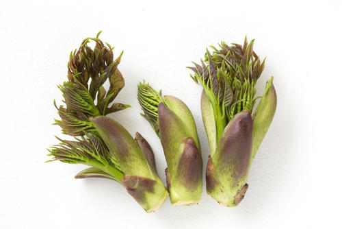 タラの芽とは 見分け方 取り方 おすすめレシピをまるごと紹介 食 料理 オリーブオイルをひとまわし
