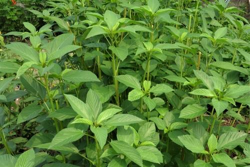 知らないと怖い モロヘイヤの食べ方と茎や種にある毒性について 食 料理 オリーブオイルをひとまわし