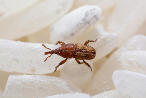 米びつに虫 お米の虫よけ対策と わいてしまったときの対処法 食 料理 オリーブオイルをひとまわし