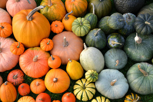 南京と南瓜とかぼちゃは同じもの さまざまな別名があるワケ 食 料理 オリーブオイルをひとまわし