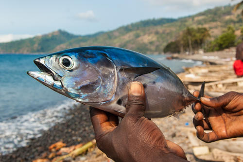 マグロは本当に出世魚 あの マグロだった 食 料理 オリーブオイルをひとまわし