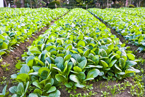 京野菜