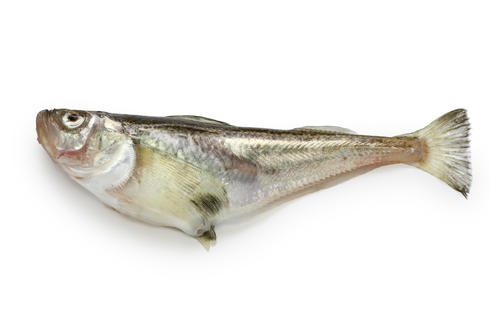 高級魚ハタハタってどんな魚!?焼いても煮ても美味しい食べ方とは | 食・料理 | オリーブオイルをひとまわし