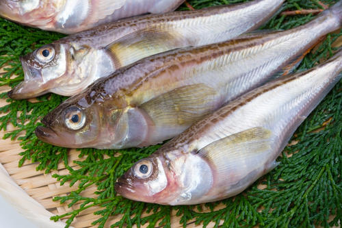 はた と ハタハタ はどんな魚 呼び名はそっくりでも見た目は別物 食 料理 オリーブオイルをひとまわし