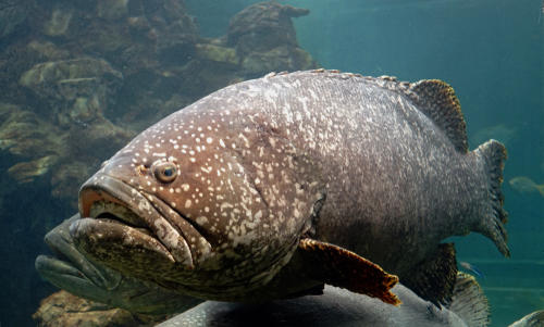 高級魚のハタ（マハタ）とは？栄養価や美味しい食べ方などを紹介 ...