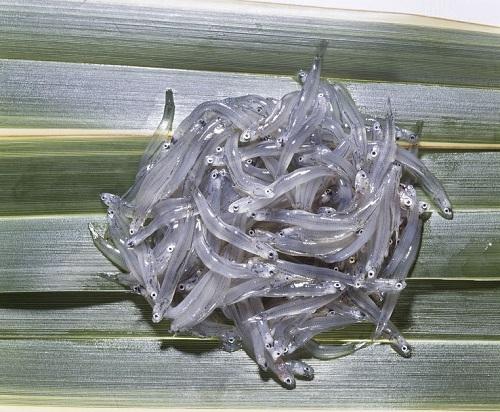 白魚としらすは同じじゃない 見分け方や美味しい食べ方を紹介 食 料理 オリーブオイルをひとまわし