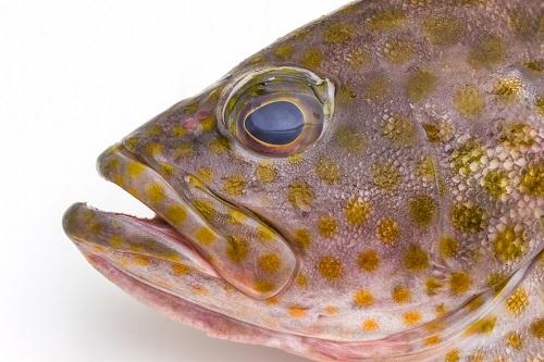 新鮮なアレオレートグルーパー（epinephelus areolatus）の魚
