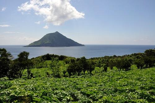 アシタバ畑と八丈小島