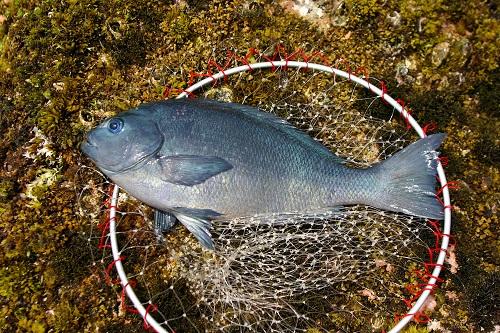 銭洲岩礁で釣り上げられた口部とメジナの魚体