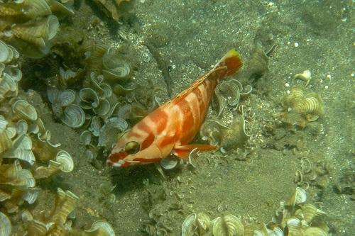 略奪的な珊瑚の魚