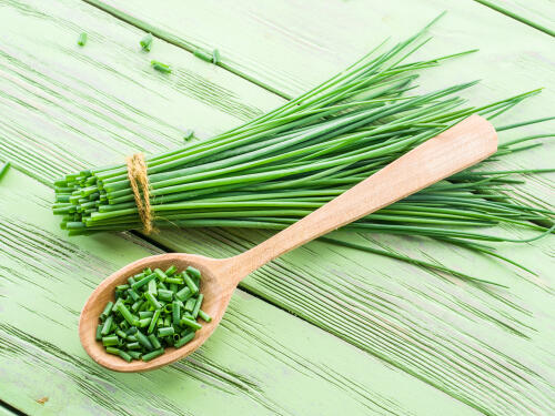 芽ねぎとは 寿司ネタでも定番のシャキシャキ野菜の特徴などを紹介 食 料理 オリーブオイルをひとまわし