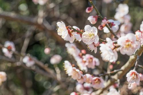 梅の花