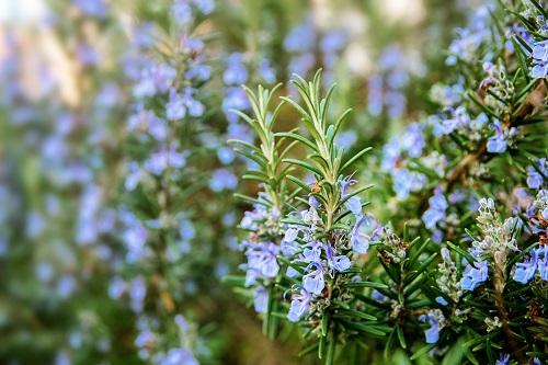 ハーブ ガーデンで開花ローズマリー植物