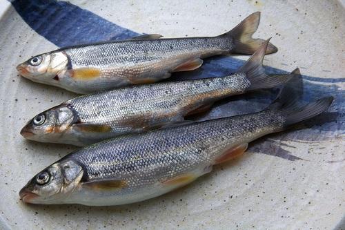 お皿にのった川魚