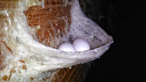 日本のツバメとは違うの 高級食材 ツバメの巣 とは 食 料理 オリーブオイルをひとまわし