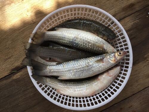 ボラ の特徴や産地 旬の時期を解説 実は出世魚って本当 食 料理 オリーブオイルをひとまわし