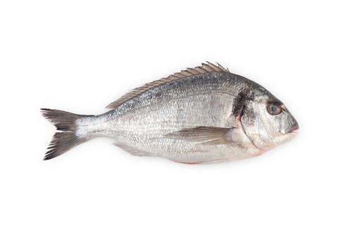 知っておくべき 赤身魚と白身魚の違いや特徴 栄養を知ろう 食 料理 オリーブオイルをひとまわし 知っておくべき 赤身魚と白身魚の違いや特徴 栄養を知ろう 食 料理 オリーブオイルをひとまわし