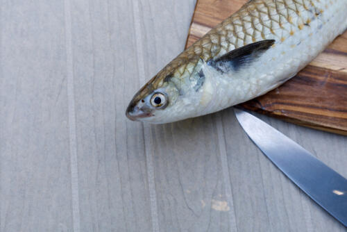 ボラ の特徴や産地 旬の時期を解説 実は出世魚って本当 食 料理 オリーブオイルをひとまわし