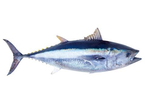 本当に高級品なマグロは 本マグロとマグロのどっち 食 料理 オリーブオイルをひとまわし