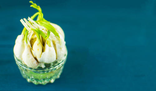 にんにくスプラウト ニンニクの芽は も少し伸ばして 食べましょう 一日一楽しむ