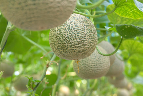高級フルーツの代表格メロン 手が掛けられている栽培の過程を紹介 食 料理 オリーブオイルをひとまわし