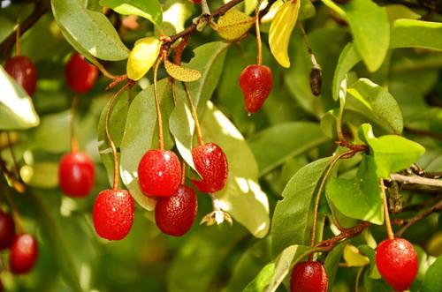 グミの実とは ほぼ流通していない希少な果物の栄養や食べ方を紹介 食 料理 オリーブオイルをひとまわし