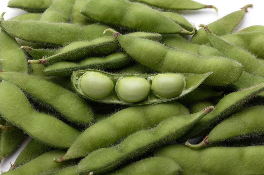 枝豆 の 品種