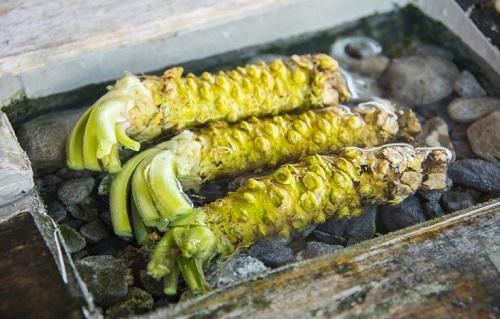 【わさび】の正しい保存方法。冷凍のコツと解凍方法 | 食 ...