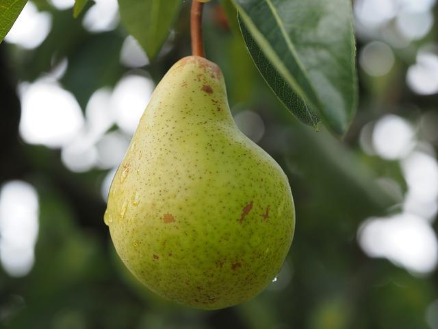 幻の洋梨とも呼ばれる高級品種 ルレクチェ 特徴とは 食 料理 オリーブオイルをひとまわし