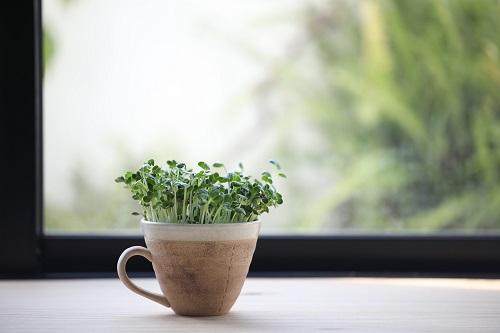 窓の前の木のテーブルの上のコーヒー カップで育つカイワレ発芽大根