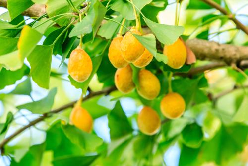 秋にイチョウの木に熟したイチョウの実