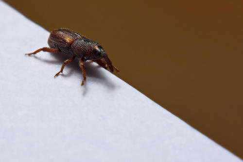 知っておくべき お米に虫が発生する理由と正しい対策法 食 料理 オリーブオイルをひとまわし