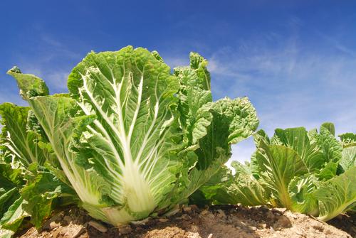 白菜の野菜