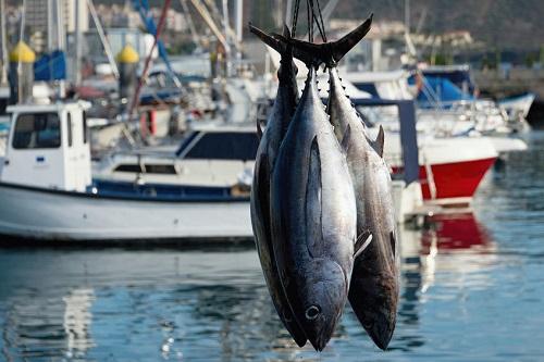 ボート港桟橋でアンロード マグロを釣り