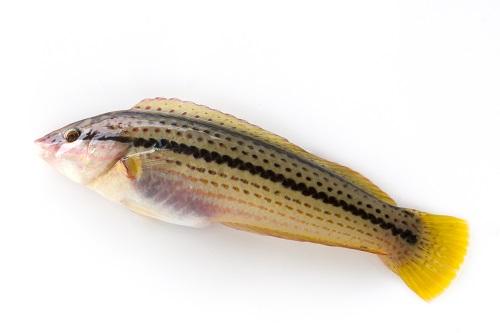 ベラとは ベラの主な種類や代表的な魚のキュウセンなどについて解説 食 料理 オリーブオイルをひとまわし