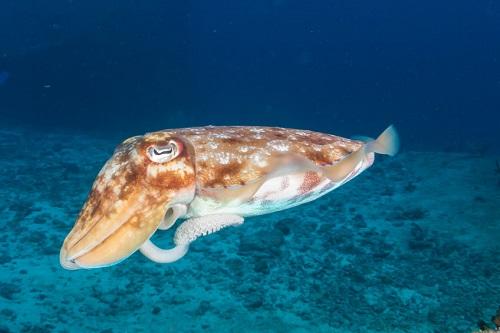 カツオドリ水中