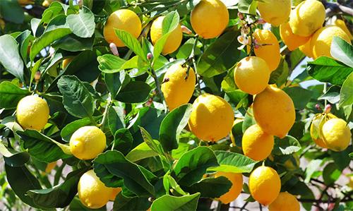 リスボンレモンは育てやすい 収穫後に美味しく食べる方法も紹介 食 料理 オリーブオイルをひとまわし