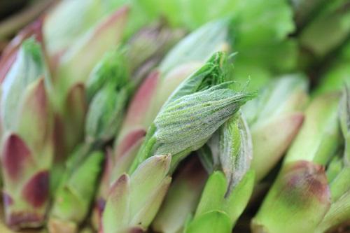 日本のアンジェリカの木とその他のテンプラ用の食用野生植物