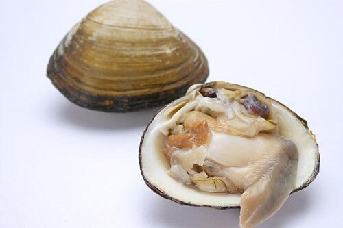 ほっき貝はどう食べる おすすめの美味しい食べ方を紹介 食 料理 オリーブオイルをひとまわし