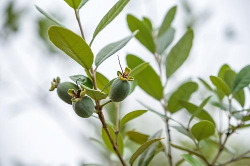 木の上の若いフェイジョアの果実
