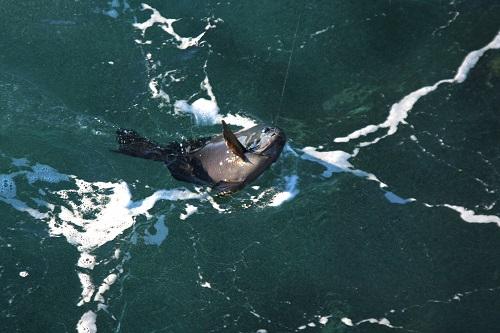 磯の上物釣りでハリがかりしたメジナを寄せてきている水面